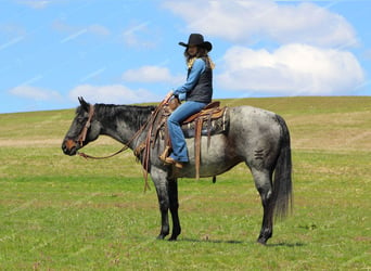 American Quarter Horse, Castrone, 9 Anni, 152 cm, Roano blu