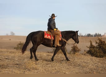 American Quarter Horse, Castrone, 9 Anni, 152 cm, Roano blu