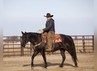 American Quarter Horse, Castrone, 9 Anni, 152 cm, Roano blu