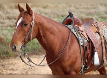 American Quarter Horse, Castrone, 9 Anni, 152 cm, Roano rosso