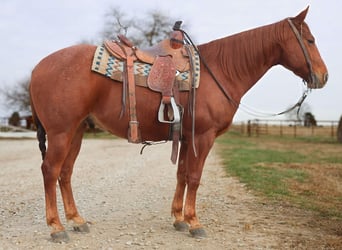 American Quarter Horse, Castrone, 9 Anni, 152 cm, Roano rosso