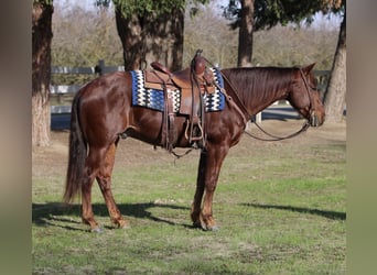 American Quarter Horse, Castrone, 9 Anni, 152 cm, Roano rosso