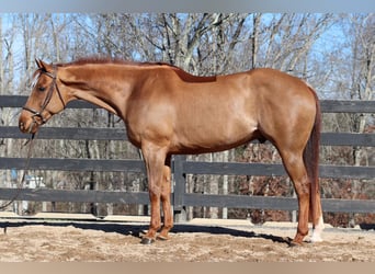 American Quarter Horse, Castrone, 9 Anni, 152 cm, Sauro ciliegia