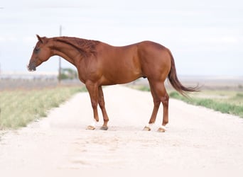 American Quarter Horse, Castrone, 9 Anni, 152 cm, Sauro ciliegia