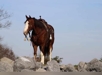 American Quarter Horse, Castrone, 9 Anni, 152 cm, Sauro ciliegia