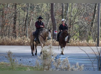 American Quarter Horse, Castrone, 9 Anni, 152 cm, Sauro ciliegia