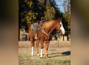 American Quarter Horse, Castrone, 9 Anni, 152 cm, Sauro