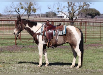 American Quarter Horse, Castrone, 9 Anni, 152 cm, Tobiano-tutti i colori