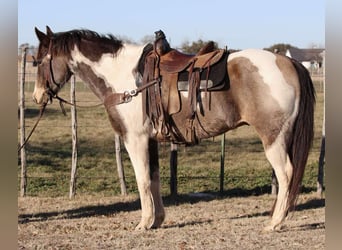 American Quarter Horse, Castrone, 9 Anni, 152 cm, Tobiano-tutti i colori