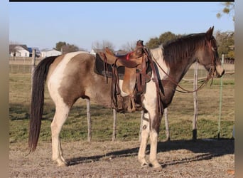 American Quarter Horse, Castrone, 9 Anni, 152 cm, Tobiano-tutti i colori