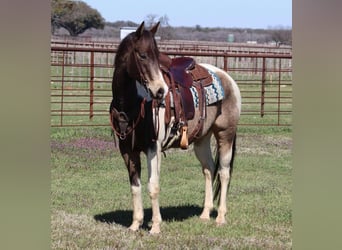 American Quarter Horse, Castrone, 9 Anni, 152 cm, Tobiano-tutti i colori