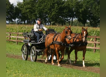 American Quarter Horse, Castrone, 9 Anni, 153 cm, Baio