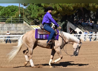American Quarter Horse, Castrone, 9 Anni, 153 cm, Palomino