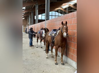 American Quarter Horse, Castrone, 9 Anni, 153 cm, Sauro