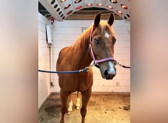 American Quarter Horse, Castrone, 9 Anni, 153 cm, Sauro