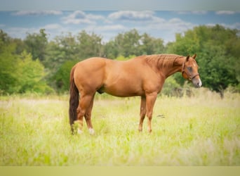 American Quarter Horse, Castrone, 9 Anni, 153 cm, Sauro