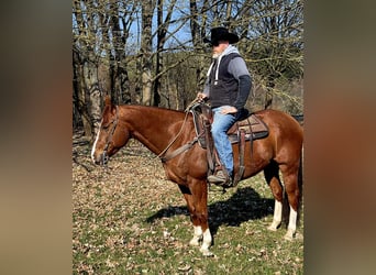 American Quarter Horse, Castrone, 9 Anni, 153 cm, Sauro