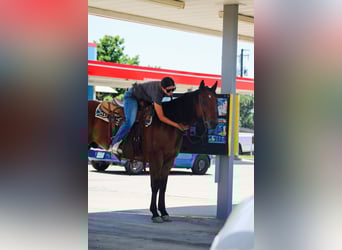 American Quarter Horse, Castrone, 9 Anni, 155 cm, Baio ciliegia