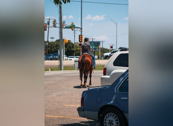 American Quarter Horse, Castrone, 9 Anni, 155 cm, Baio ciliegia