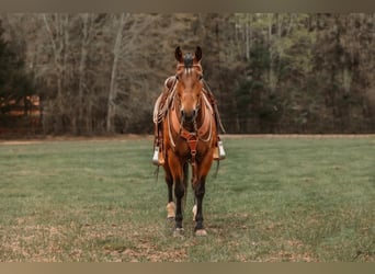 American Quarter Horse, Castrone, 9 Anni, 155 cm, Baio ciliegia