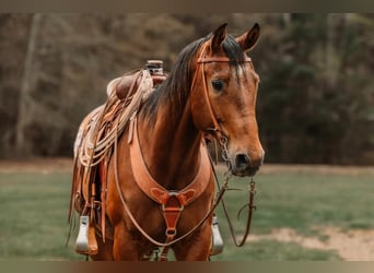 American Quarter Horse, Castrone, 9 Anni, 155 cm, Baio ciliegia