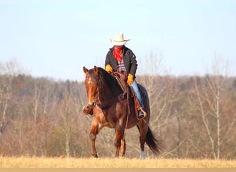 American Quarter Horse, Castrone, 9 Anni, 155 cm, Baio roano