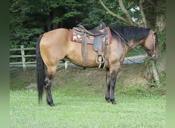 American Quarter Horse, Castrone, 9 Anni, 155 cm, Falbo