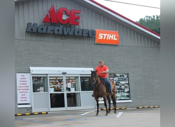 American Quarter Horse, Castrone, 9 Anni, 155 cm, Falbo