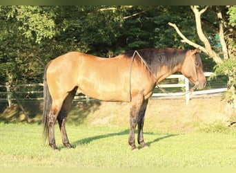 American Quarter Horse, Castrone, 9 Anni, 155 cm, Falbo