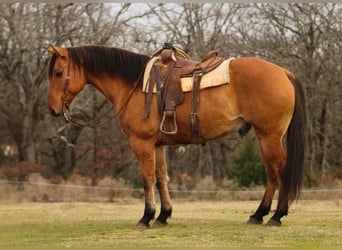 American Quarter Horse, Castrone, 9 Anni, 155 cm, Falbo