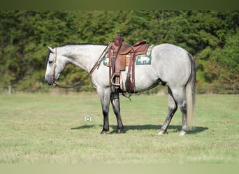 American Quarter Horse, Castrone, 9 Anni, 155 cm, Grigio