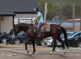 American Quarter Horse, Castrone, 9 Anni, 155 cm, Morello