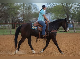 American Quarter Horse, Castrone, 9 Anni, 155 cm, Morello