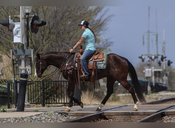 American Quarter Horse, Castrone, 9 Anni, 155 cm, Morello