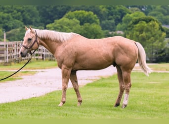 American Quarter Horse, Castrone, 9 Anni, 155 cm, Palomino