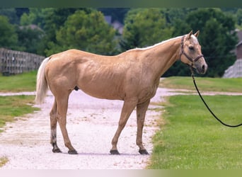 American Quarter Horse, Castrone, 9 Anni, 155 cm, Palomino
