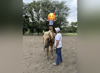American Quarter Horse, Castrone, 9 Anni, 155 cm, Palomino