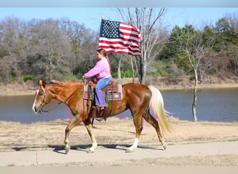 American Quarter Horse, Castrone, 9 Anni, 155 cm, Palomino