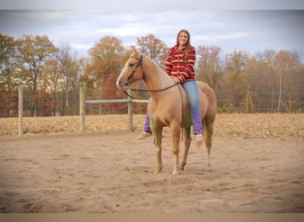 American Quarter Horse, Castrone, 9 Anni, 155 cm, Palomino