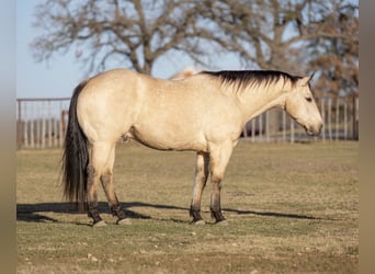 American Quarter Horse, Castrone, 9 Anni, 155 cm, Pelle di daino