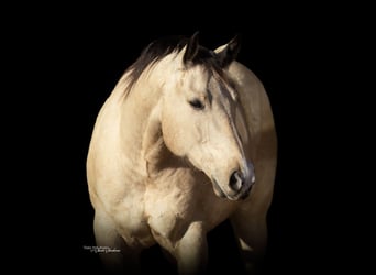 American Quarter Horse, Castrone, 9 Anni, 155 cm, Pelle di daino
