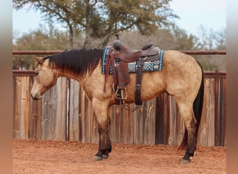 American Quarter Horse, Castrone, 9 Anni, 155 cm, Pelle di daino