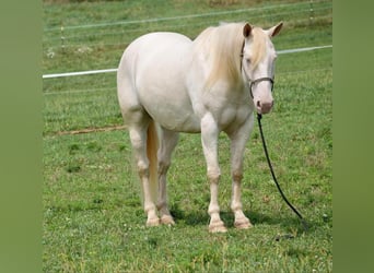 American Quarter Horse, Castrone, 9 Anni, 155 cm, Perlino