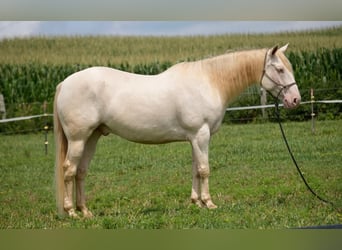 American Quarter Horse, Castrone, 9 Anni, 155 cm, Perlino