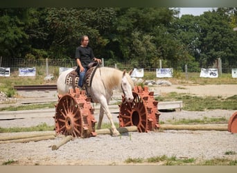 American Quarter Horse, Castrone, 9 Anni, 155 cm, Perlino