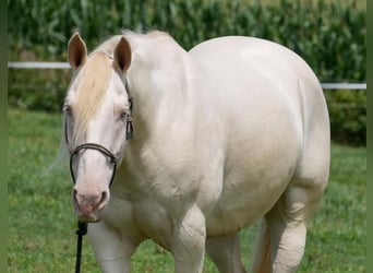 American Quarter Horse, Castrone, 9 Anni, 155 cm, Perlino