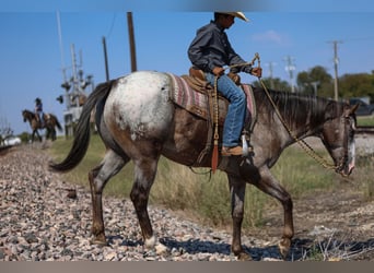 American Quarter Horse, Castrone, 9 Anni, 155 cm