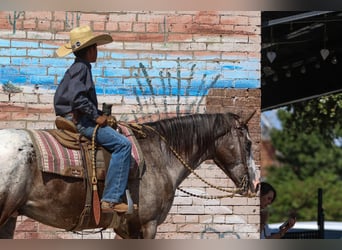 American Quarter Horse, Castrone, 9 Anni, 155 cm