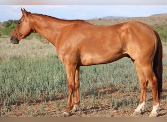 American Quarter Horse, Castrone, 9 Anni, 155 cm, Red dun