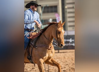 American Quarter Horse, Castrone, 9 Anni, 155 cm, Red dun